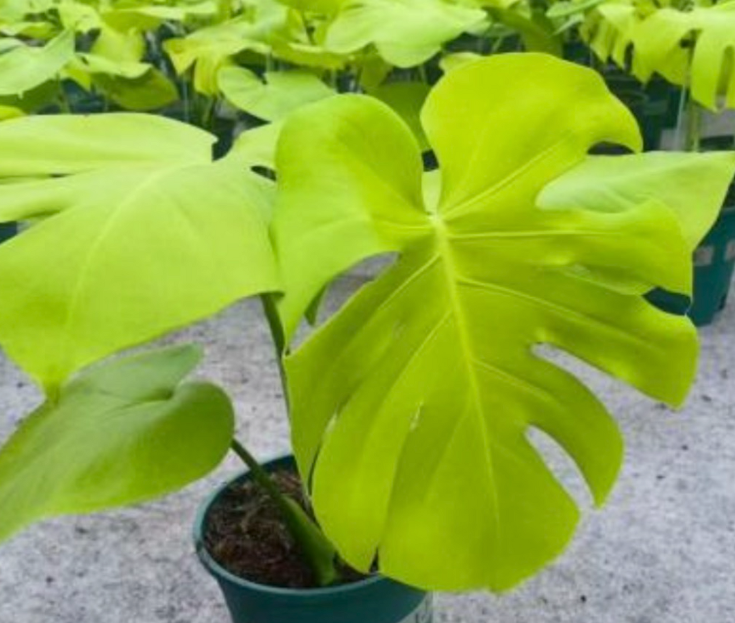 Tissue Culture Monstera Triple Yellow (PRE-ORDER)