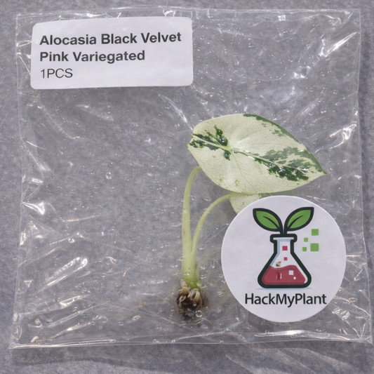 Tissue Culture Import Pre-order - Alocasia Black Velvet Pink Variegated