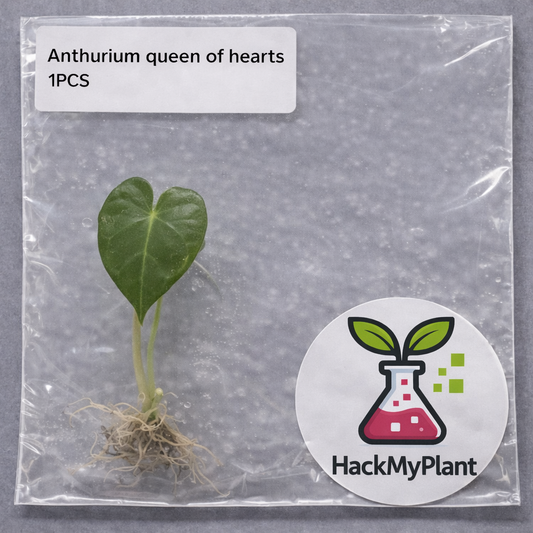 Tissue Culture Import Pre-order - Anthurium Queen of Hearts