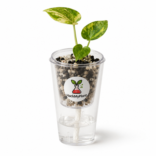 Self-Watering Corm Cups / Pup Propagation Cups — 3 or 5 Pack