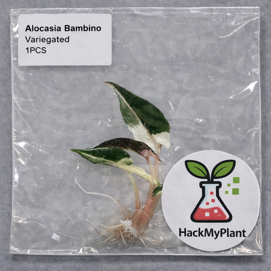 Tissue Culture Import Pre-order - Alocasia Bambino Variegated
