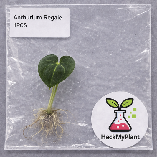 Tissue Culture Import Pre-order - Anthurium Regale