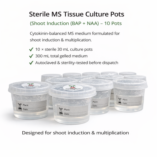 HackMyPlant Sterile MS Tissue Culture Pots – Shoot Induction (BAP + NAA) – 10 Pots