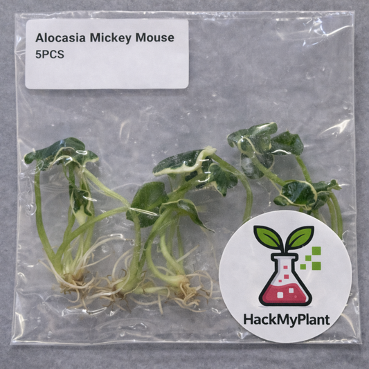 Tissue Culture Import Pre-order - Alocasia Mickey Mouse