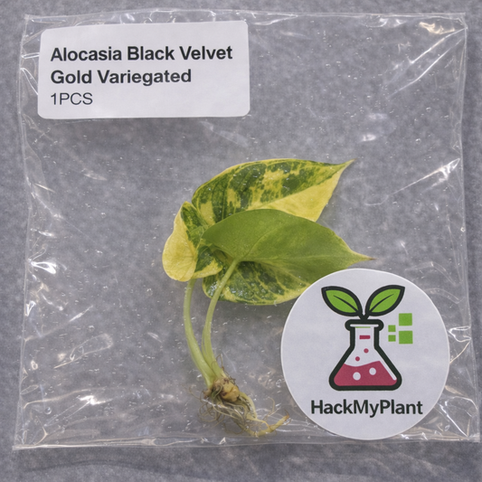 Tissue Culture Import Pre-order - Alocasia Black Velvet Gold Variegated