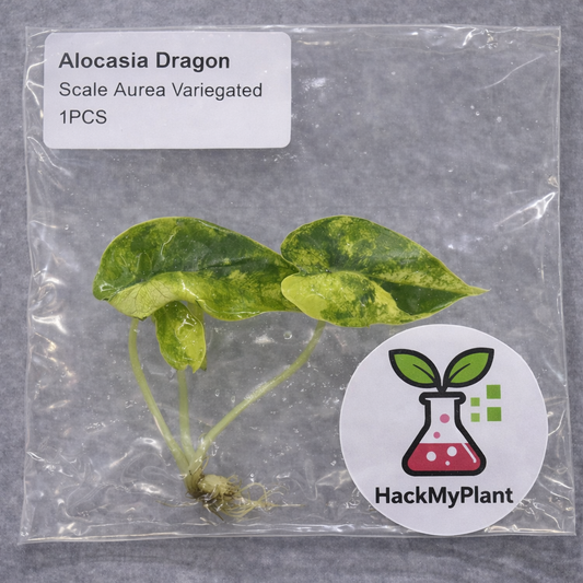 Tissue Culture Import Pre-order - Alocasia Dragon Scale Aurea Variegated