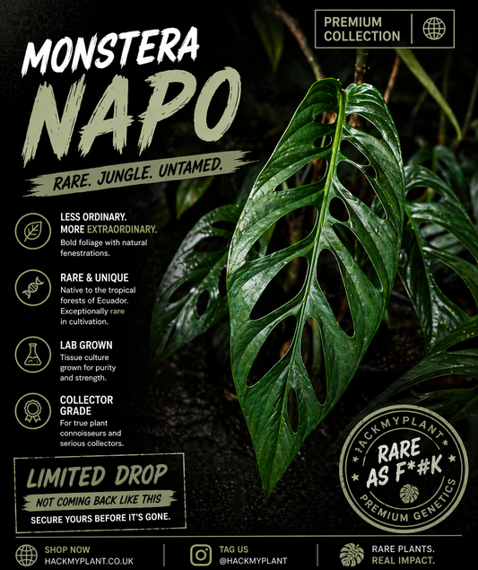 Tissue Culture Monstera Napo (PRE-ORDER)