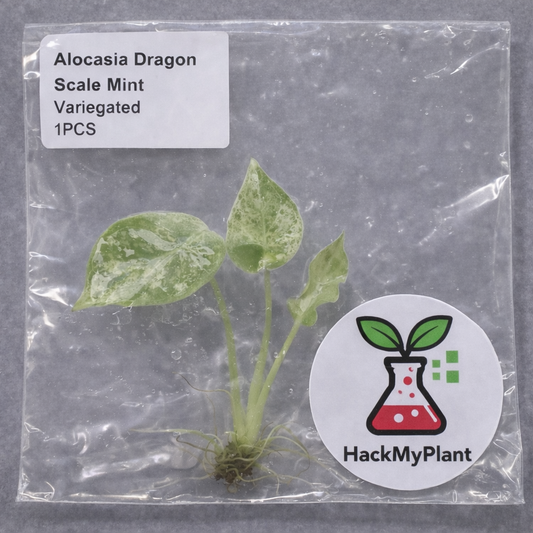 Tissue Culture Import Pre-order - Alocasia Dragon Scale Mint Variegated