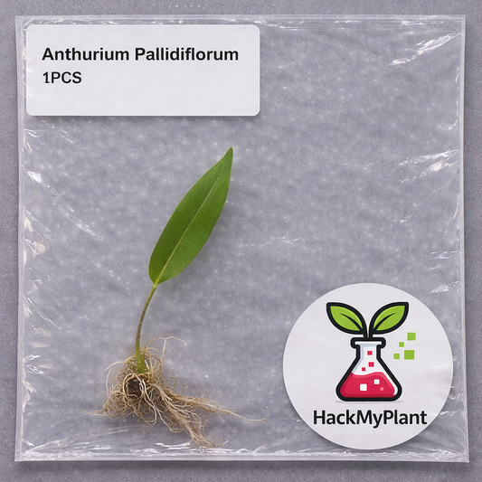 Tissue Culture Import Pre-order - Anthurium Pallidiflorum