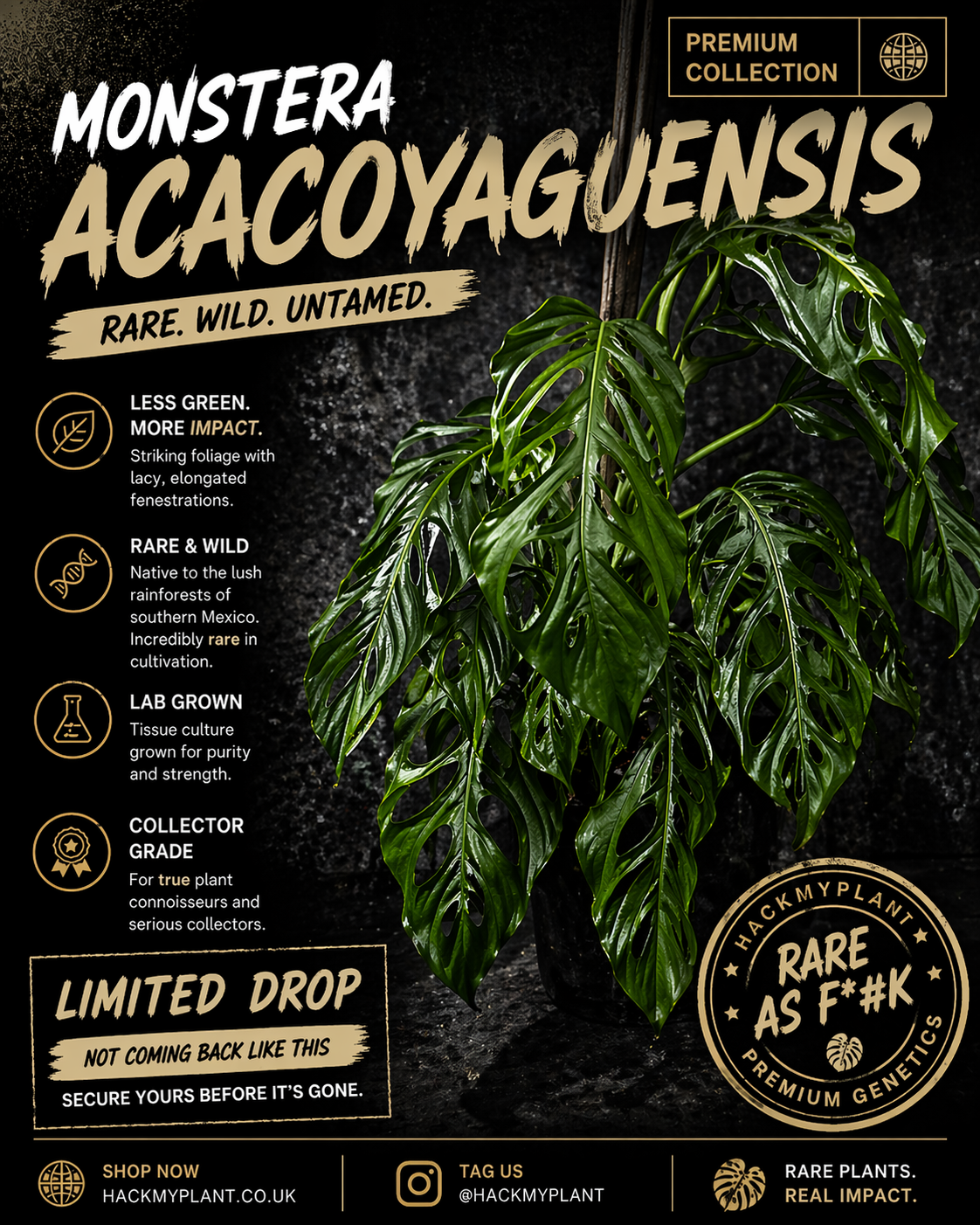 Tissue Culture Monstera Acacoyaguensis (PRE-ORDER)