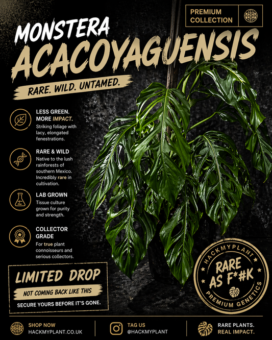 Tissue Culture Monstera Acacoyaguensis (PRE-ORDER)