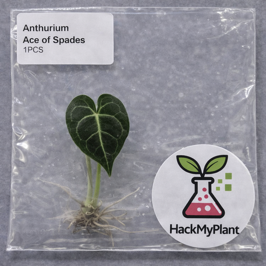 Tissue Culture Import Pre-order - Anthurium Ace of Spades