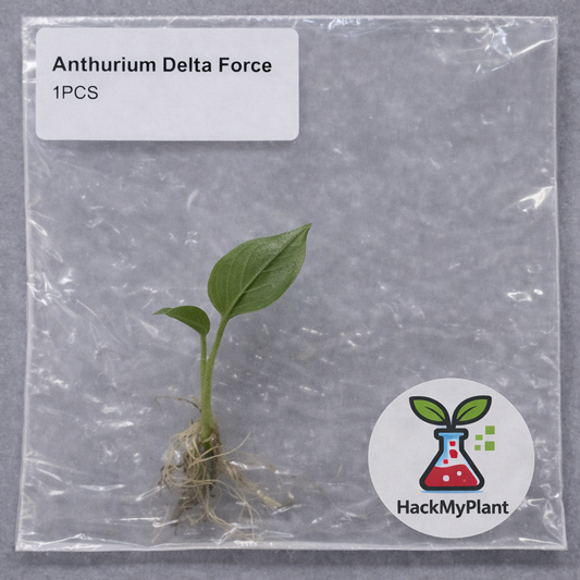 Tissue Culture Import Pre-order - Anthurium Delta Force