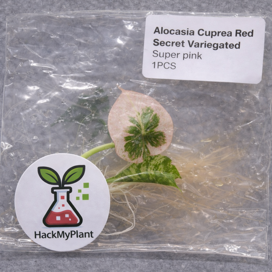 Tissue Culture Import Pre-order - Alocasia Cuprea Red Secret Variegated Super Pink