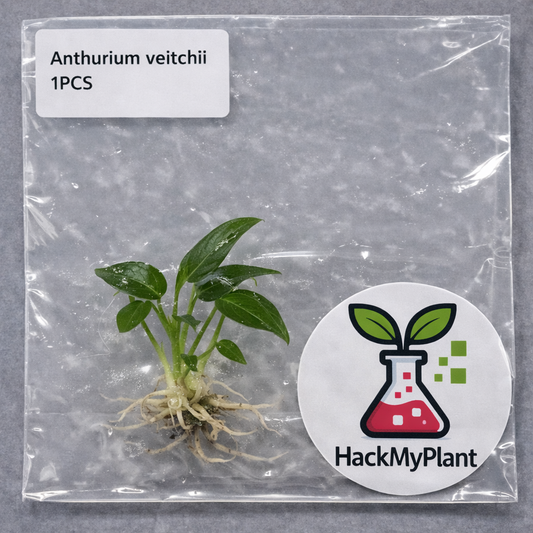 Tissue Culture Import Pre-order - Anthurium Veitchii