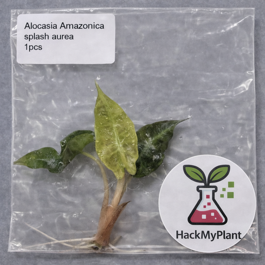 Tissue Culture Import Pre-order - Alocasia Polly Splash Aurea