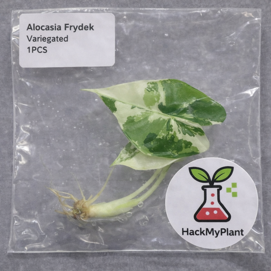 Tissue Culture Import Pre-order - Alocasia Frydek Variegated