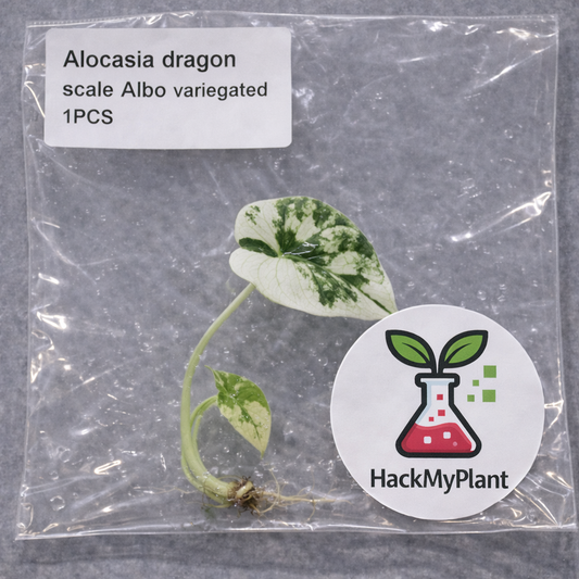 Tissue Culture Import Pre-order - Alocasia Dragon Scale Albo Variegated