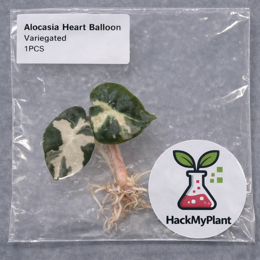 Tissue Culture Import Pre-order - Alocasia Heart Balloon Variegated