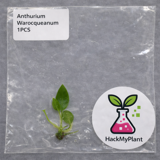 Tissue Culture Import Pre-order - Anthurium Warocqueanum