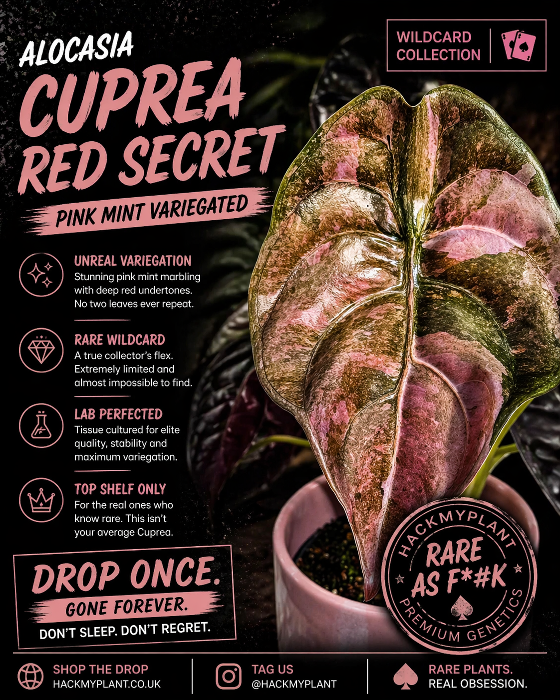 Tissue Culture Alocasia Cuprea Red Secret Pink Mint Variegated (PRE-ORDER)