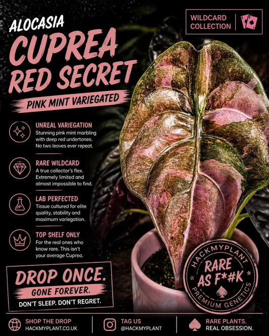 Tissue Culture Alocasia Cuprea Red Secret Pink Mint Variegated (PRE-ORDER)