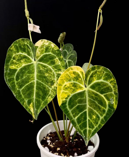 Tissue Culture Import Pre-order - Anthurium Clarinervium Variegated