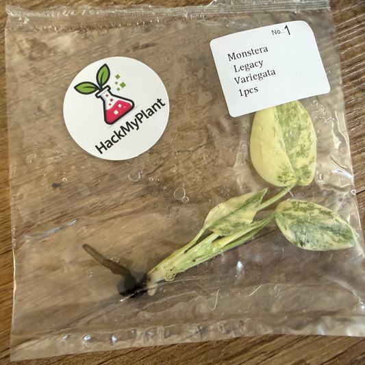 Tissue Culture Monstera Legacy (PRE-ORDER)