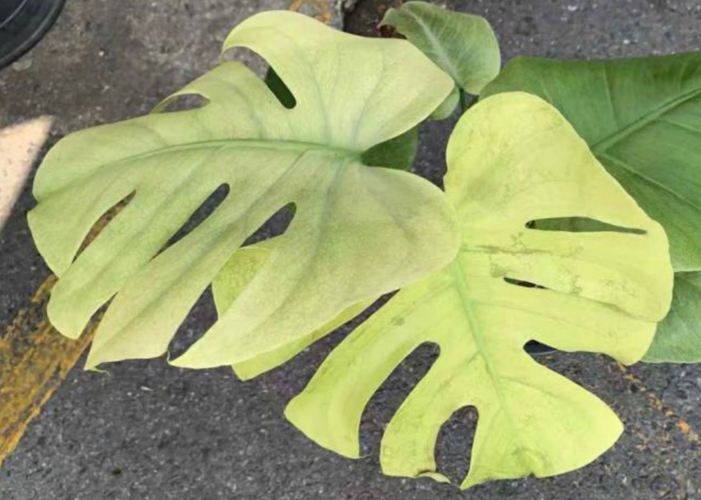 Tissue Culture Monstera Blue Mint (PRE-ORDER)