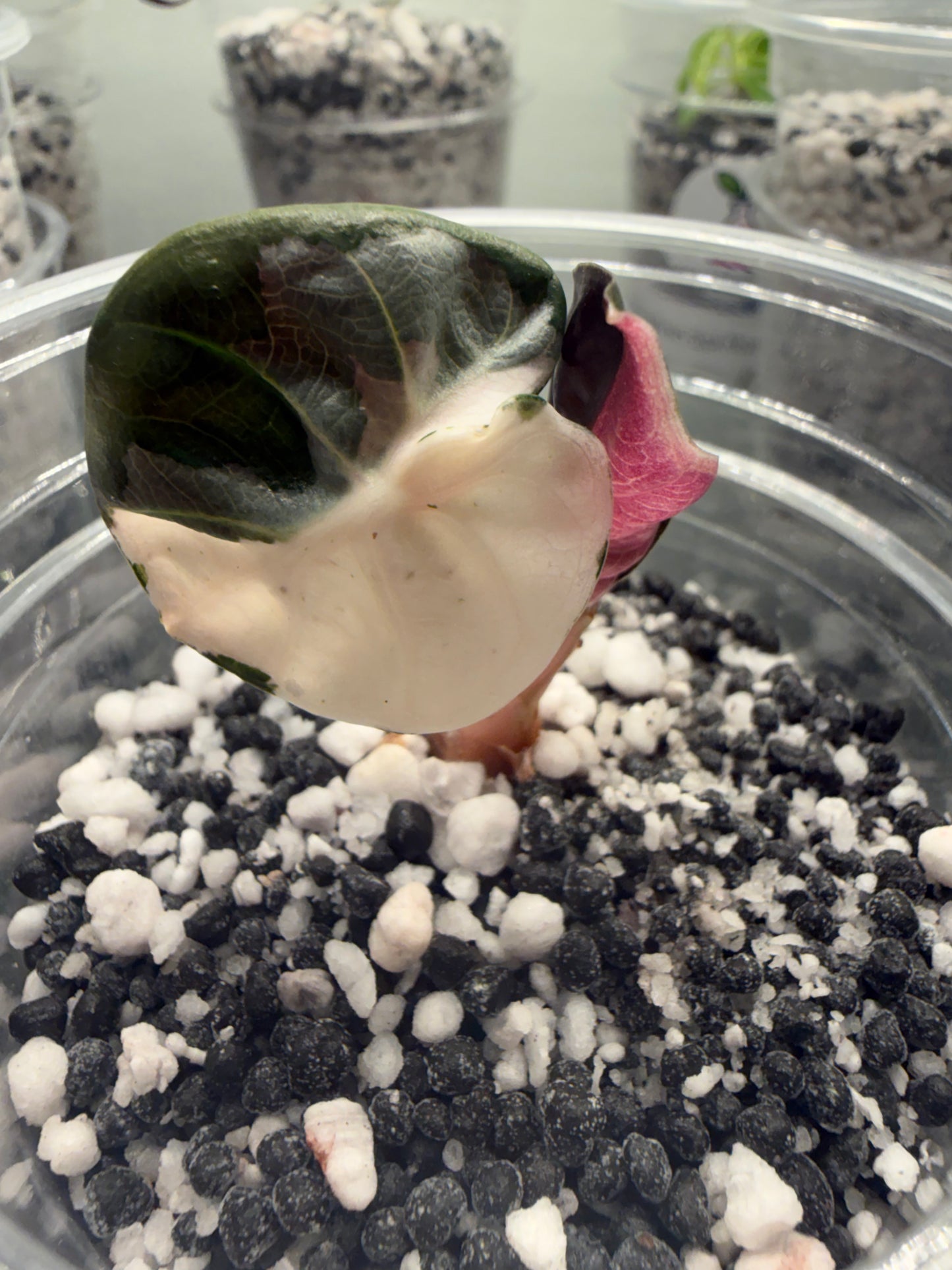 Tissue Culture Alocasia Heart Balloon Variegated (PRE-ORDER)