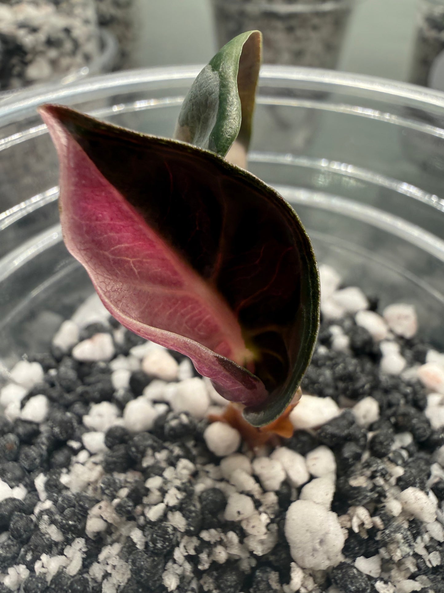 Tissue Culture Alocasia Heart Balloon Variegated (PRE-ORDER)