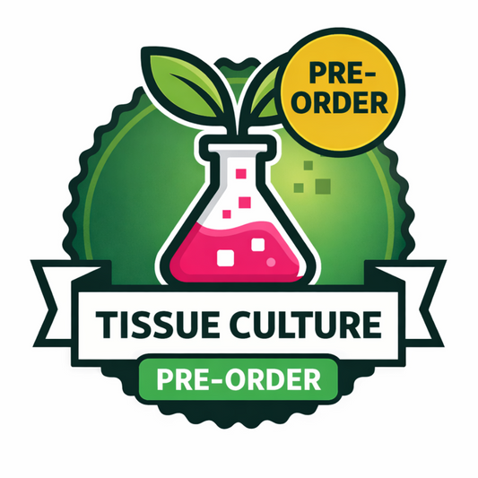 Tissue Culture Import Pre-order - Alocasia Bambino Variegated